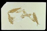 Fossil Fish (Knightia) Mortality Plate - Wyoming #131535-1